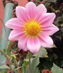 Obraz premium pink flower