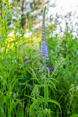 Veronica longleaf. Blue wildflower close-up. Beauty is in nature.