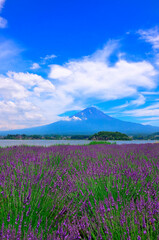 Obraz premium ラベンダー畑,富士山