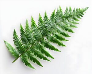 Obraz premium Detailed Fern Leaf Structure on Crisp White Background Nature Concept
