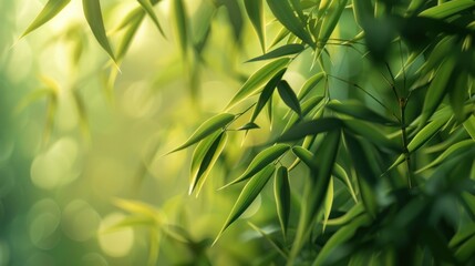 Fototapeta premium Green Bamboo Leaves in Sunlight