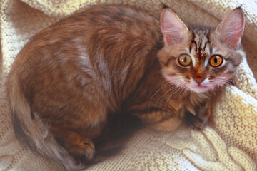 Portrait of a cute small cat. Relaxing, bedding. Norwegian forest cat