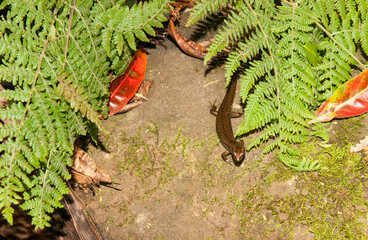 Small bronze colour garden skiing emerging from under fern fronds