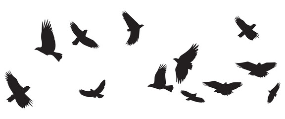 Flying birds silhouettes on white background. Vector illustration. isolated bird flying