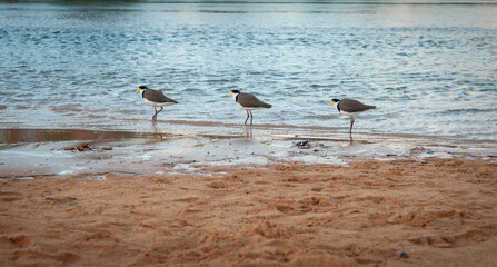 Three spur -winged plover standing at waters edge