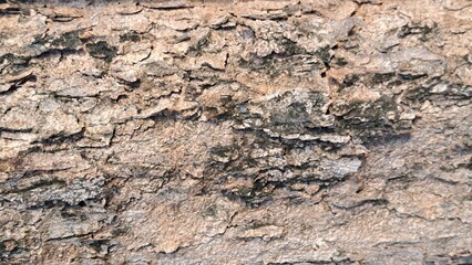 brown bark texture background. Blurred to brown.