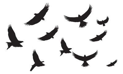 Set of silhouette flying bird white background