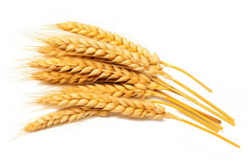 Wheat ears isolated on white background in PNG format with transparent background for agricultural and food design projects