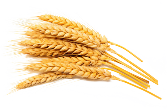 Wheat ears isolated on white background in PNG format with transparent background for agricultural and food design projects