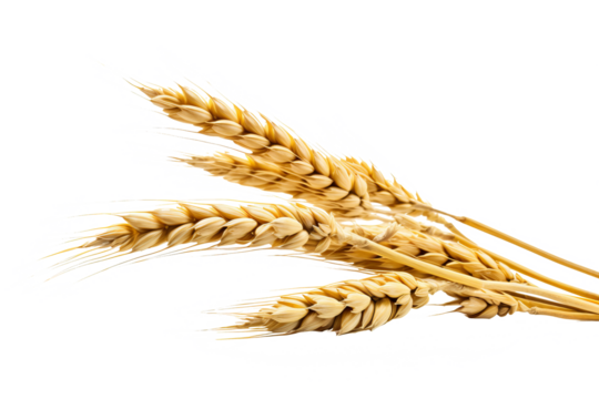 Wheat ears isolated on white background in PNG format with transparent background for agricultural and food design projects