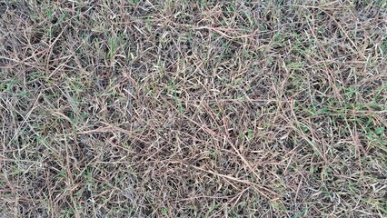 Background: The grass is dry and there are small flowers.