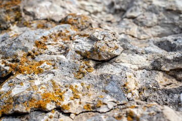 Moss on destroyed concrete, close-up. The structure of moss on stones. Color fantasy on the uneven surface of the remains of a concrete wall.