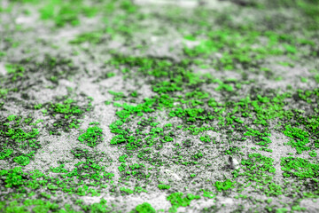 Moss on destroyed concrete, close-up. The structure of moss on stones. Color fantasy on the uneven surface of the remains of a concrete wall.