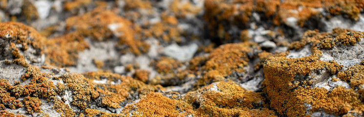 Moss on destroyed concrete, close-up. The structure of moss on stones. Color fantasy on the uneven surface of the remains of a concrete wall.