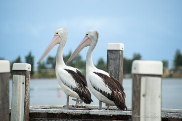 Australian pelican on pier.