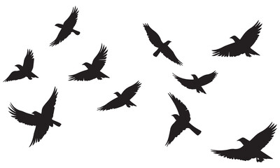 Flying birds silhouettes on white background