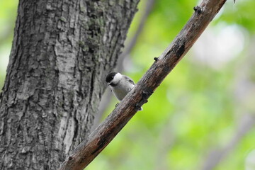 木に止まるハシブトガラ