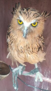 brown eagle owl