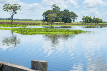 Wetland with aquatic plant in wide green Australian landscape rural scene between Ulmarra and Yamba.