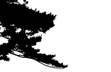 Obraz premium pine tree black branch isolated on transparent