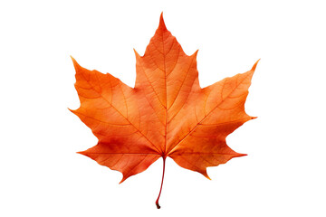 Fototapeta premium Realistic PNG of autumn leaf with white background for seasonal and nature-themed design projects, high-resolution fall foliage illustration ideal for artistic and decorative graphics
