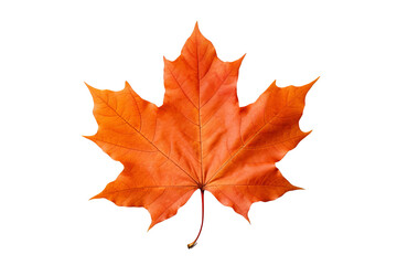 Fototapeta premium Realistic PNG of autumn leaf with white background for seasonal and nature-themed design projects, high-resolution fall foliage illustration ideal for artistic and decorative graphics