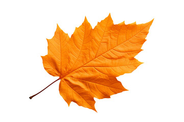 Fototapeta premium Realistic autumn leaf PNG illustration with white background for seasonal design projects, nature-themed graphics, and fall-themed visuals in high-resolution format