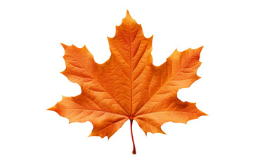 Fototapeta premium Realistic autumn leaf PNG illustration with white background for seasonal design projects, nature-themed graphics, and fall-themed visuals in high-resolution format