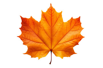 Obraz premium Realistic autumn leaf PNG illustration with white background for seasonal design projects, nature-themed graphics, and fall-themed visuals in high-resolution format