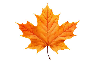 Fototapeta premium Realistic autumn leaf PNG illustration with white background for seasonal design projects, nature-themed graphics, and fall-themed visuals in high-resolution format