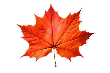 Obraz premium Realistic autumn leaf PNG illustration with white background for seasonal design projects, nature-themed graphics, and fall-themed visuals in high-resolution format