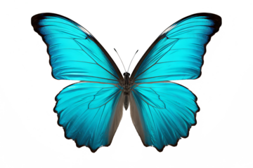 Beautiful cyan butterfly PNG with transparent background for design projects 
