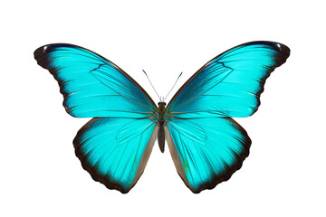Beautiful cyan butterfly PNG with transparent background for design projects 