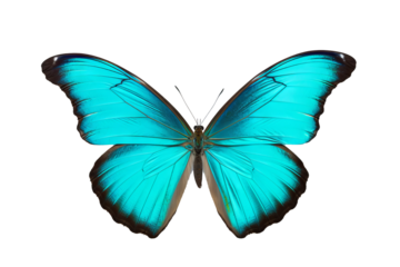 Beautiful cyan butterfly PNG with transparent background for design projects 