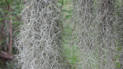 Hermit's beard tree