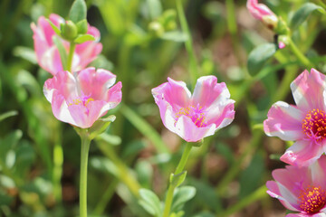 A field of flowers is blooming in a wide field.
