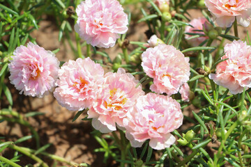 A field of flowers is blooming in a wide field.