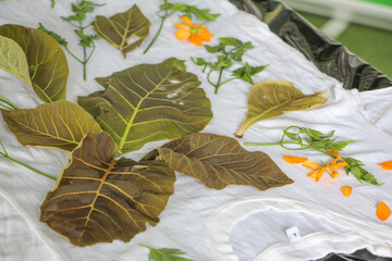 leaf print fabric,eco print fabric that carries the concept of sustainable fashion. Using natural fibers, natural dyes and traditional steaming. Handmade, Eco print process: