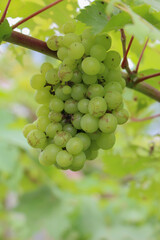 green grapes, sweet taste, fragrant, crispy, fresh from the tree. Close up