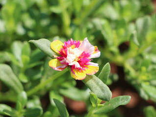 A field of flowers is blooming in a wide field.