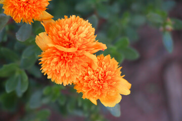 A field of flowers is blooming in a wide field.