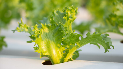 Hydroponic vegetables growing on white tracks