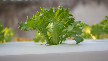 Hydroponic vegetables growing on white tracks