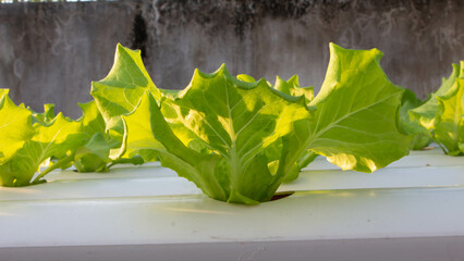 Hydroponic vegetables growing on white tracks