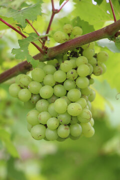 green grapes, sweet taste, fragrant, crispy, fresh from the tree. Close up