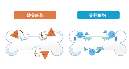 破骨細胞と骨芽細胞による骨吸収と骨形成の仕組み。骨のリモデリング