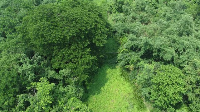 Aerial view shot of deep green forest.