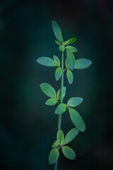 Delicate bush branch with small leaves growing in the park. Natural autumn scenery in garden.