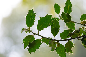 Thick, hard green leaves of the bushes in hedge. Beautiful autumn scenery in park.