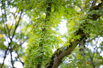 Beautiful green leaves of the oriental maple tree growing in the park.